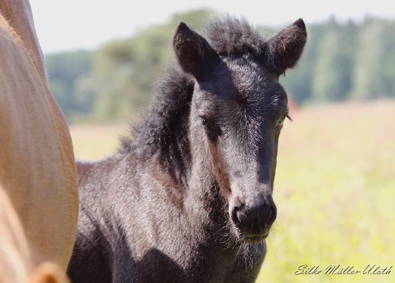 Noi 17062012 d.jpg - Noi von Heidmoor